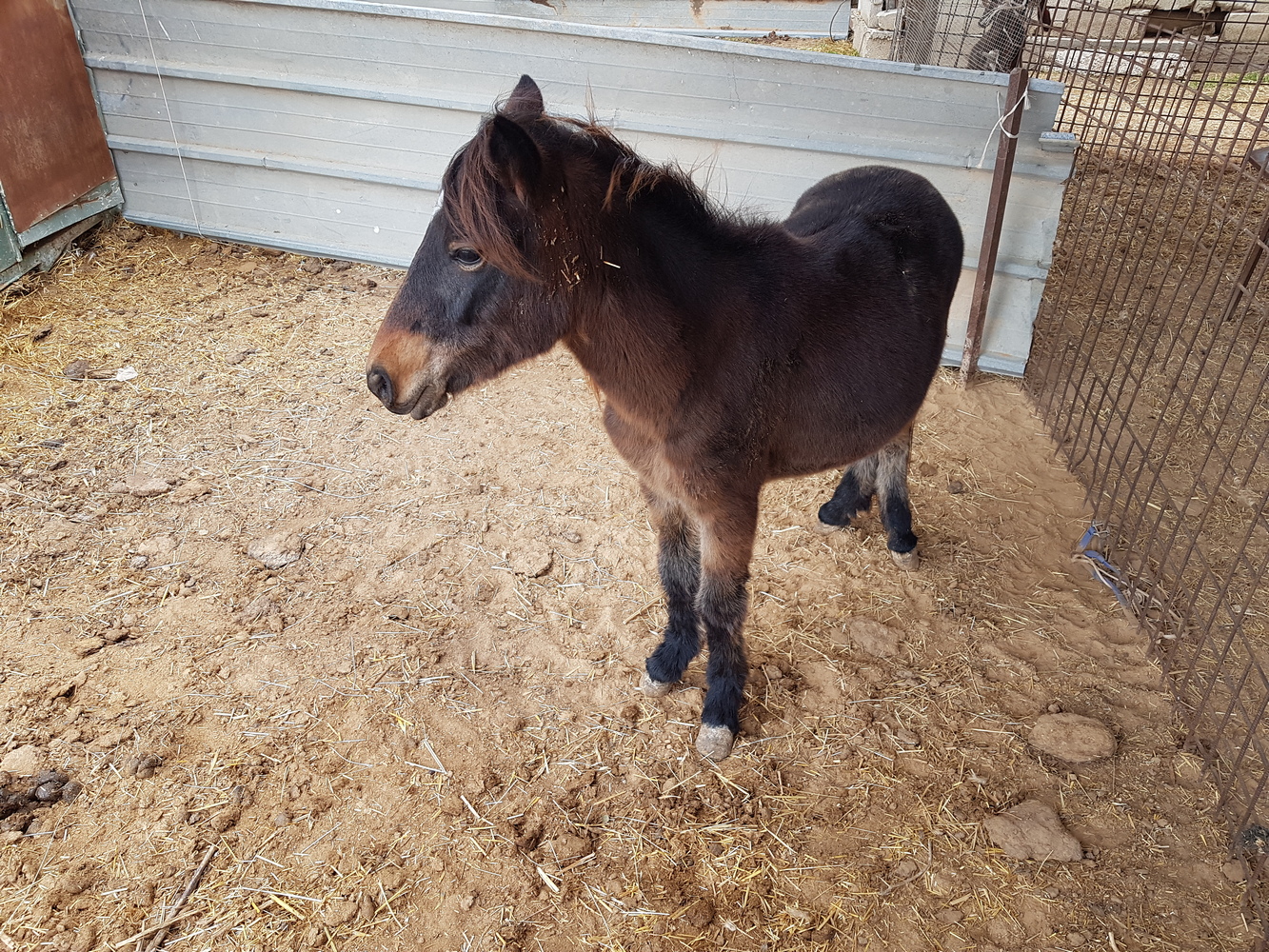פעילות עם חיות פעילות עם חיות