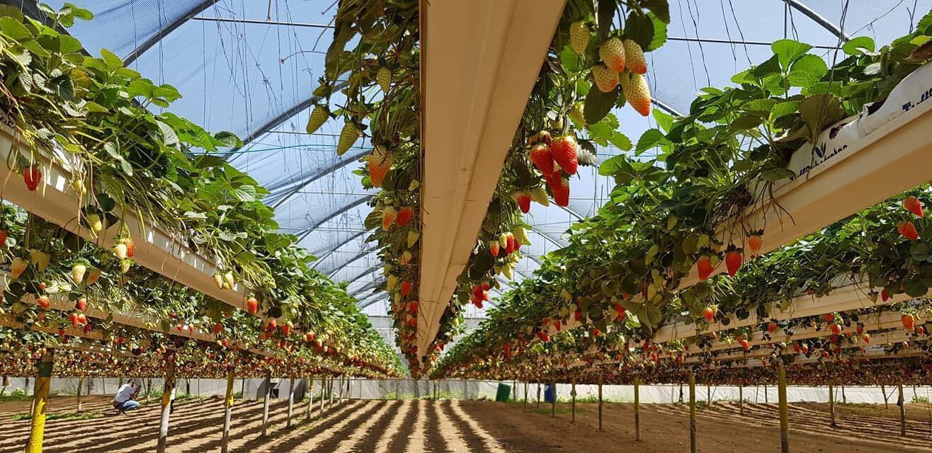 סיור טעימות וחקלאות – תקומה