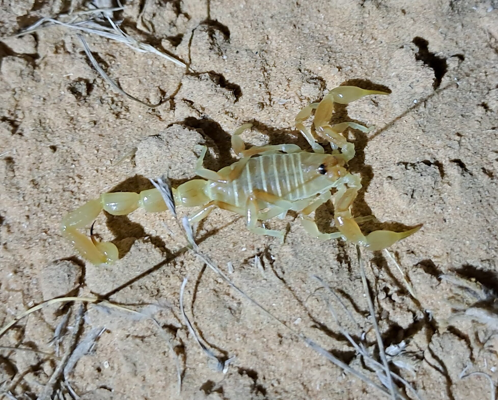 סיור עקרבים