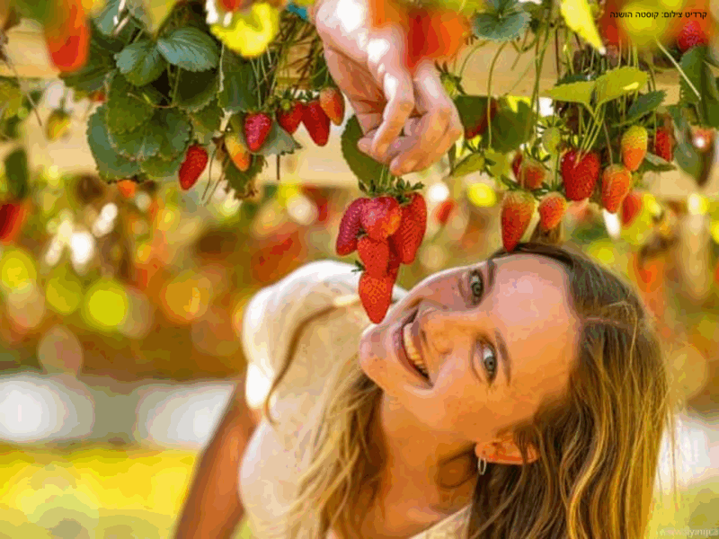 אורי תותים אורי תותים