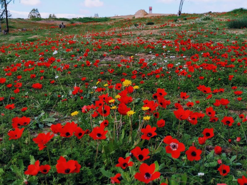חניון באר מרווה חניון באר מרווה