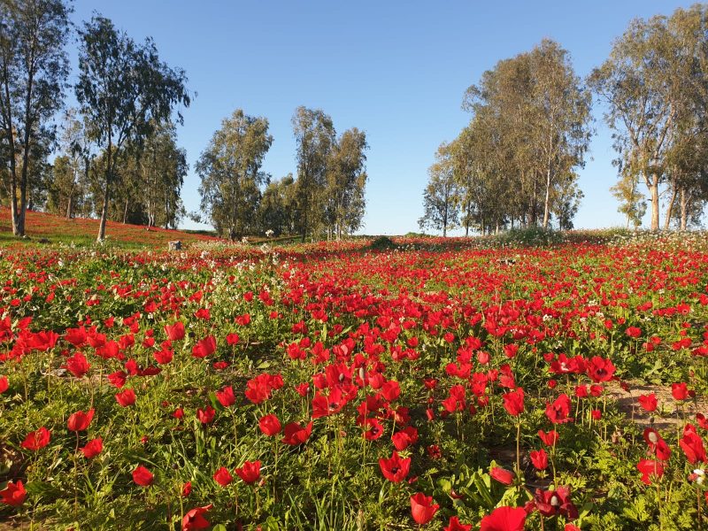 חניון באר מרווה חניון באר מרווה