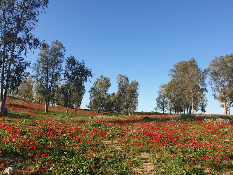 חניון באר מרווה חניון באר מרווה