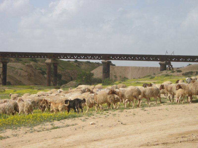 פארק סיירת שקד