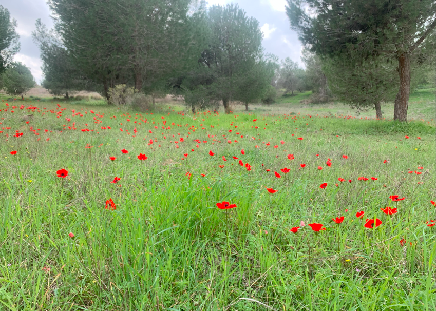 כלניות פורחות ביער ניר משה