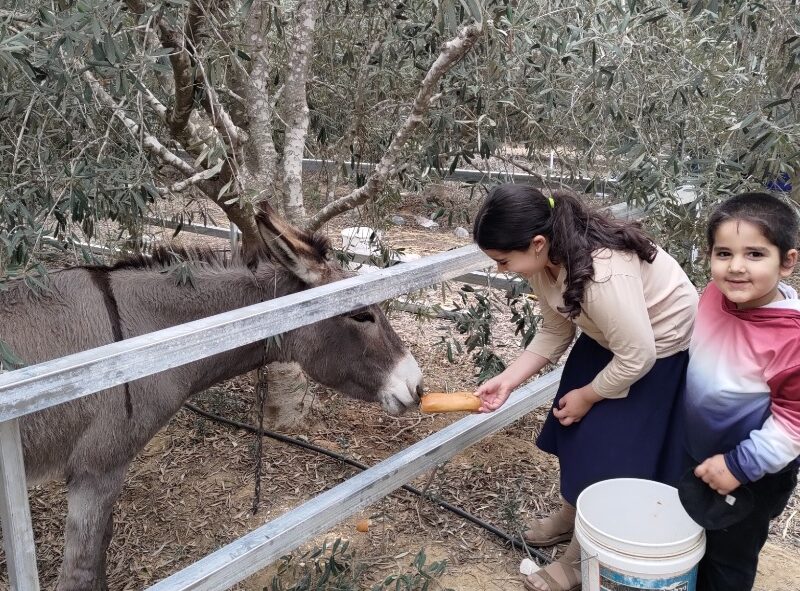 ילד וילדה מאכילים חמור