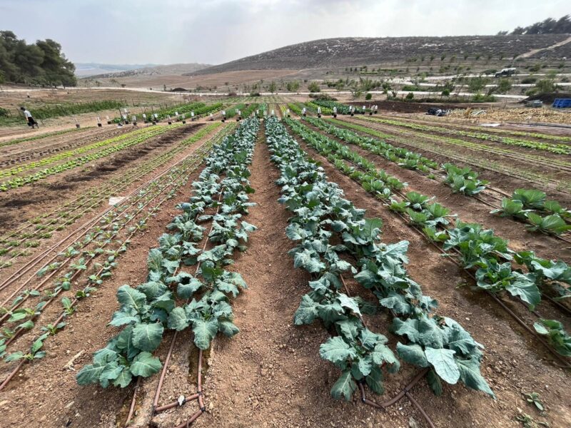 להרים לחיים ביחד להרים לחיים ביחד