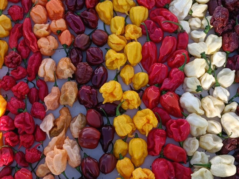 הדינרים בית של חריף