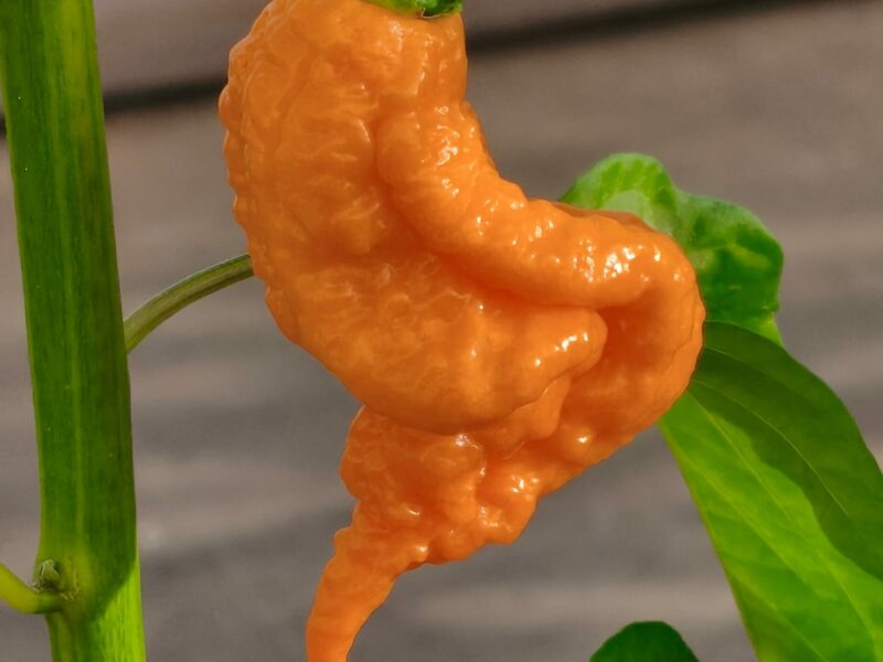 הדינרים בית של חריף