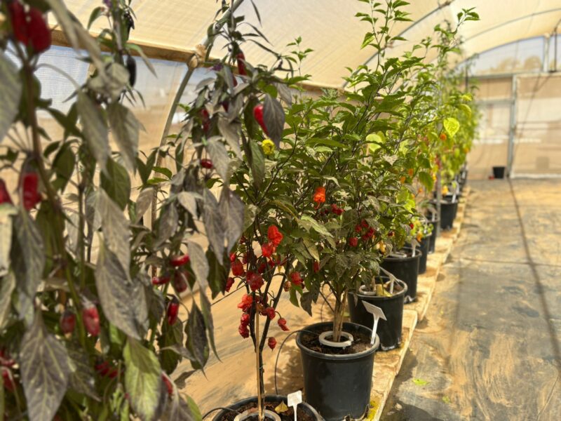 דינר הבית של החריף