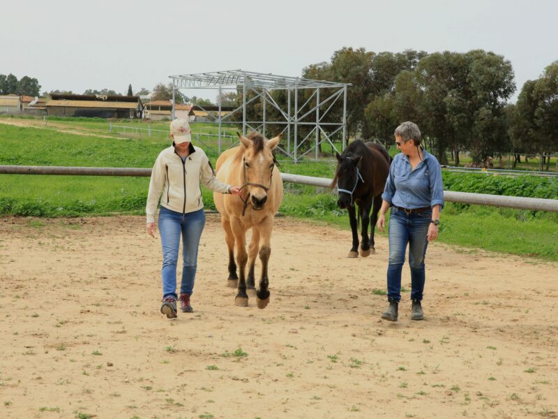 רות זכריה סוס הדעת