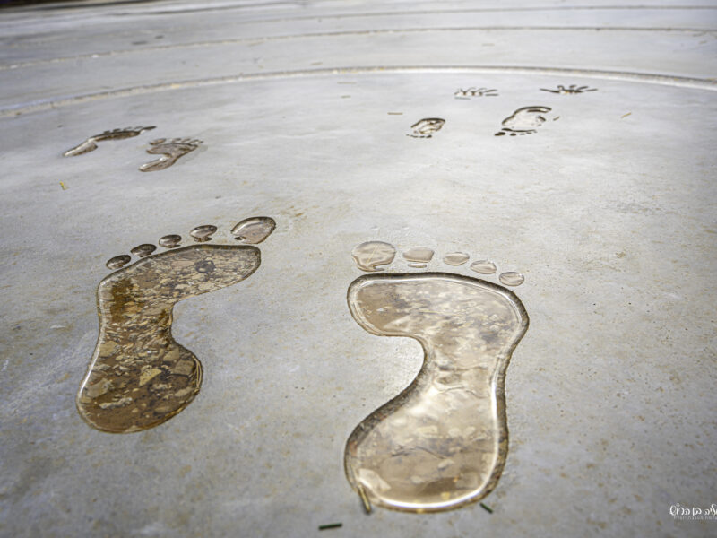 עקבות ביבס – קיבוץ צאלים