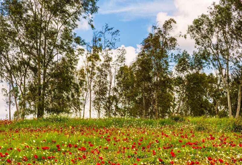 דרך נוף יער שוקדה