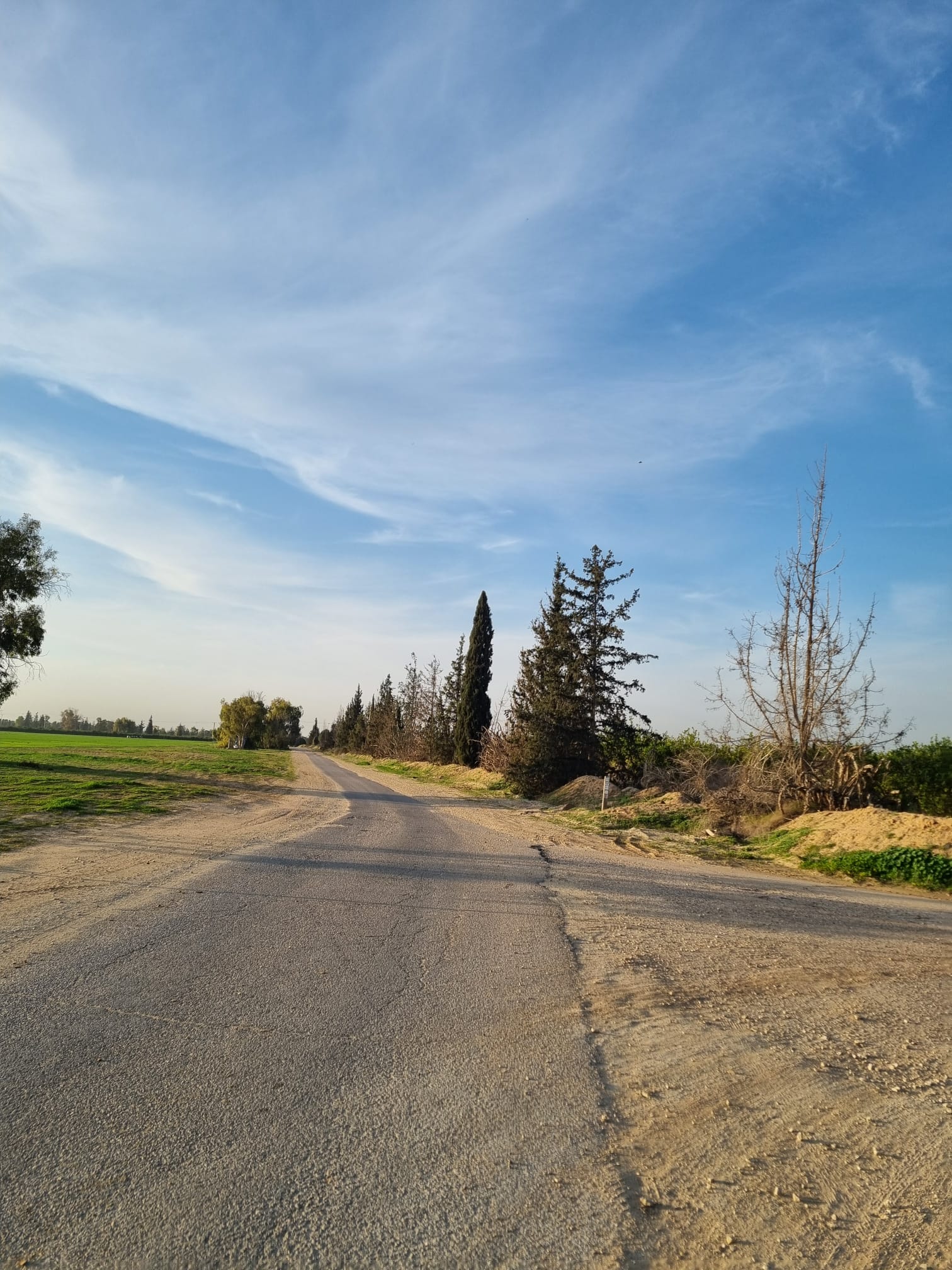 כביש עובר ליד עצים - דרך השדות