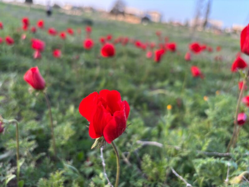 כלניות בשדה