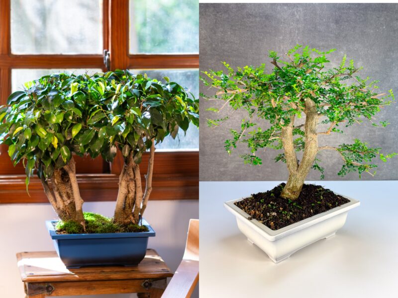 משתלת צמחמד