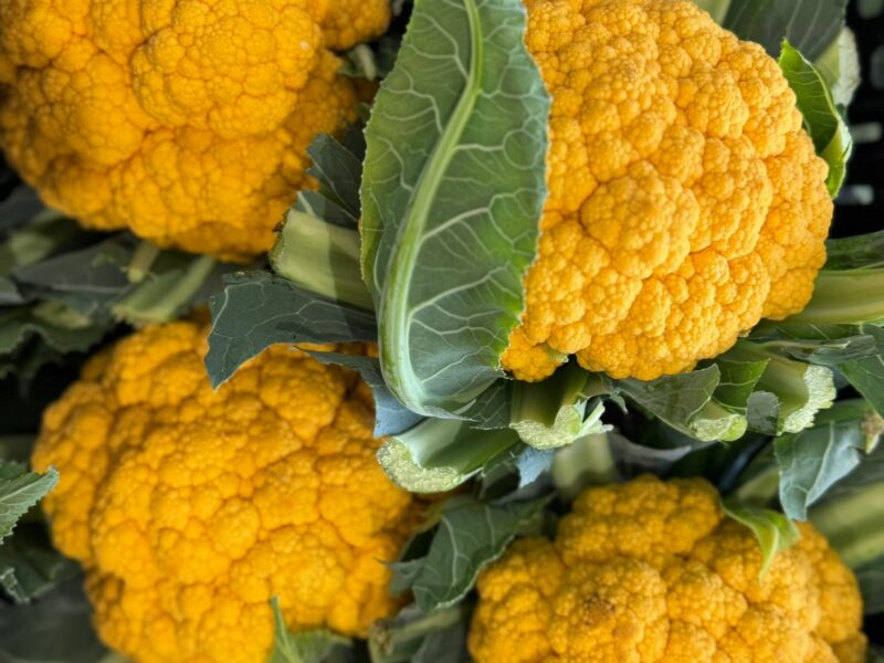 Organica – Organic Vegetable Garden