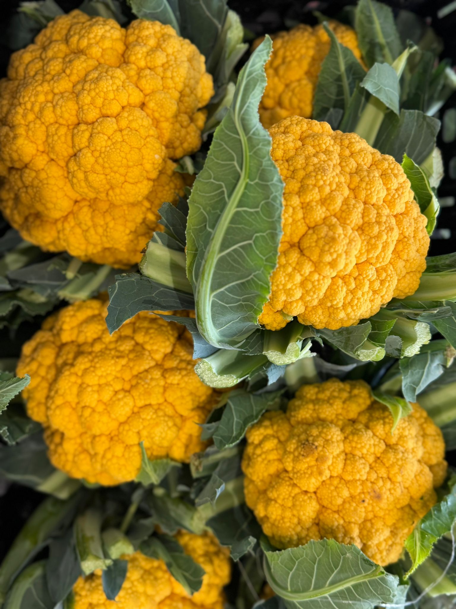 מהשדה לצלחת – סיור חקלאי במשק אורגניקא