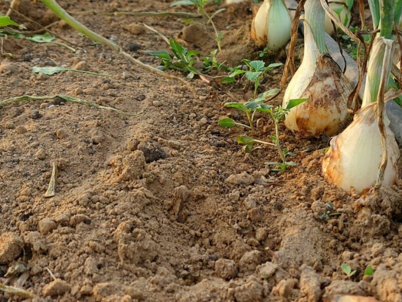 Organica – Organic Vegetable Garden