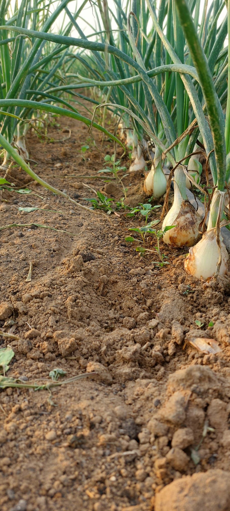 מהשדה לצלחת – סיור חקלאי במשק אורגניקא