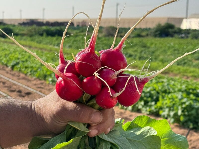 Organica – Organic Vegetable Garden