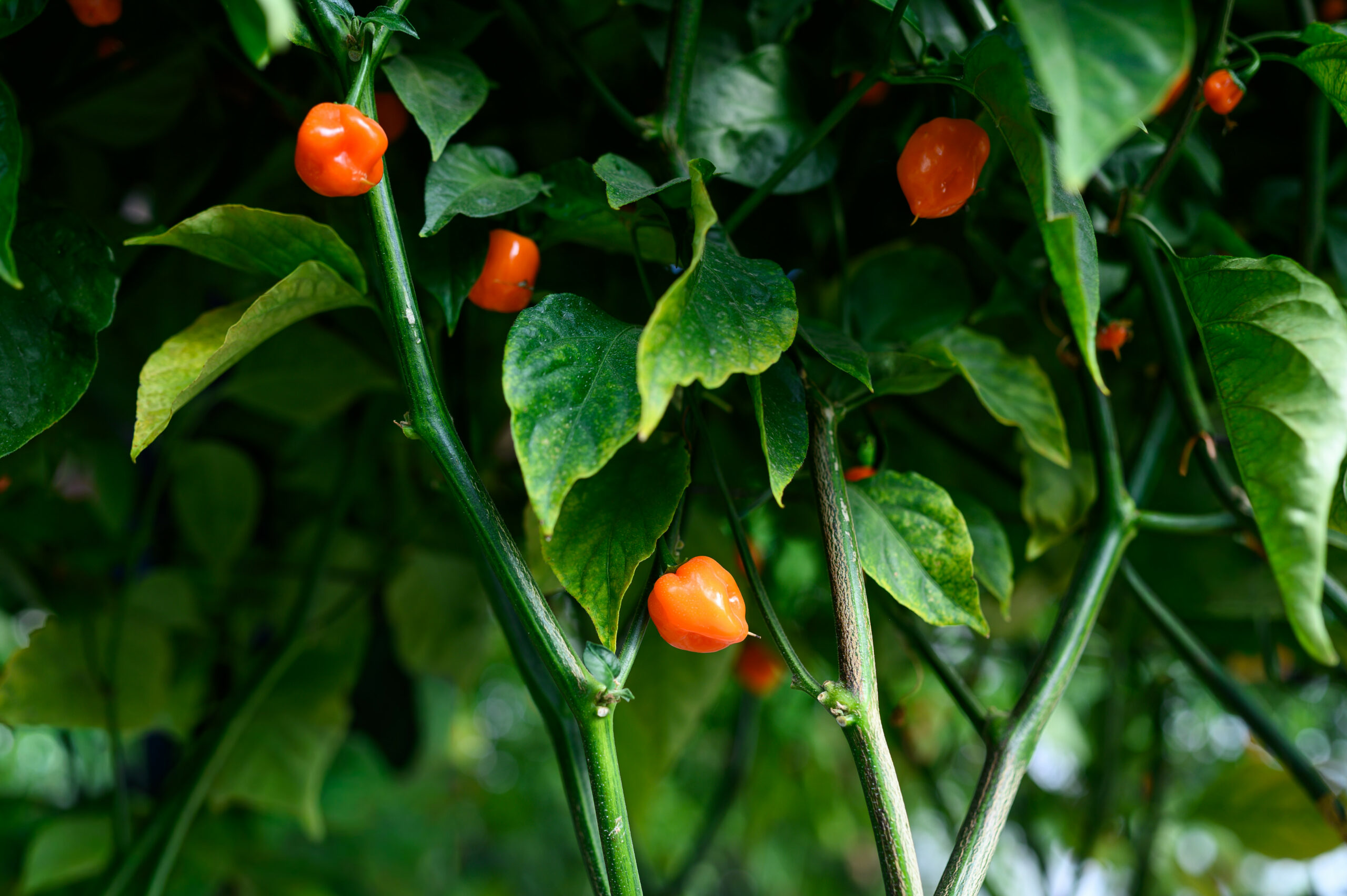 קצת חריף בחיים – חוויה חקלאית בדינרים- הבית של החריף