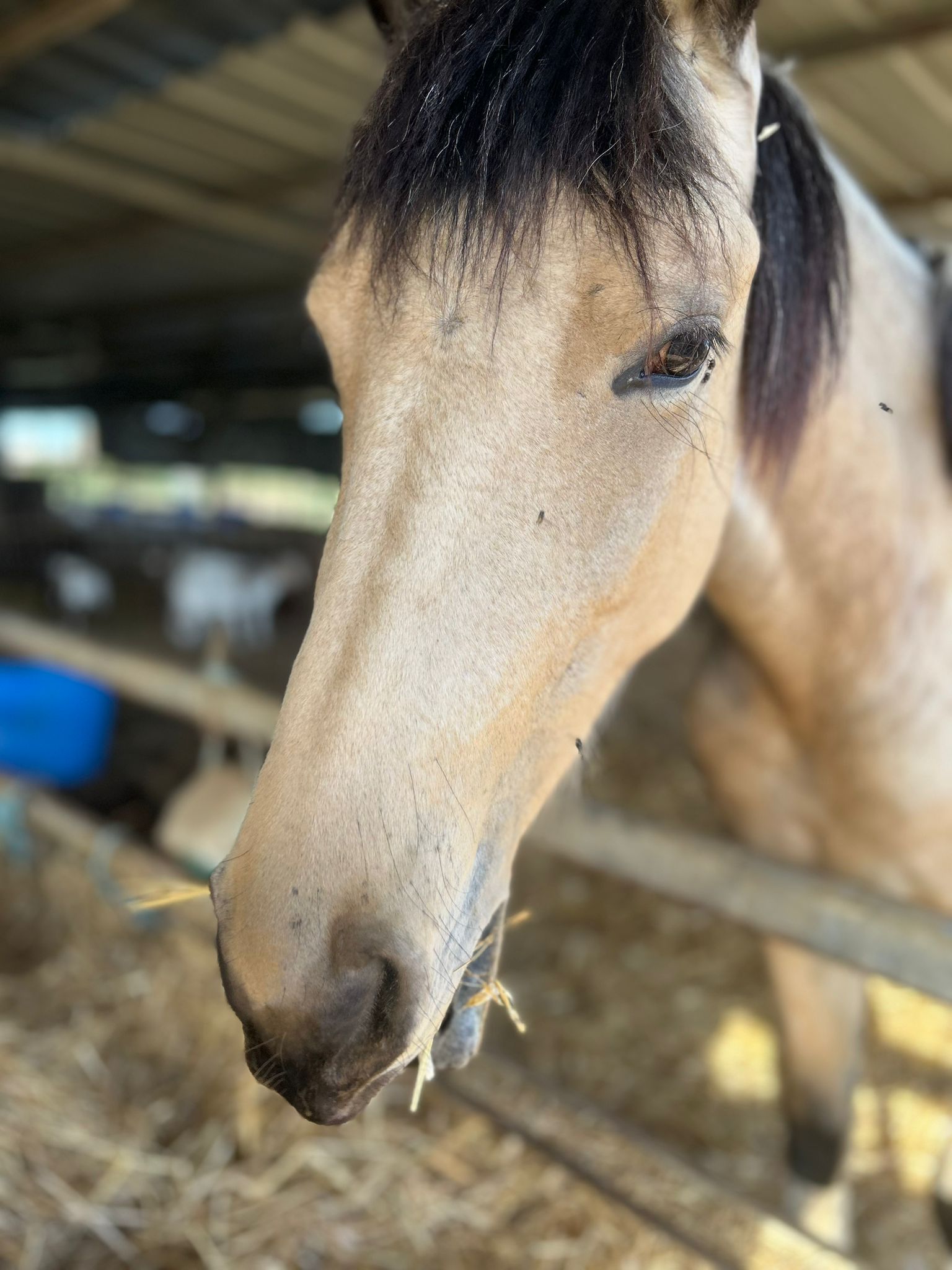 קולות מהדיר – סיור בין ערביים בחוות הדקלים
