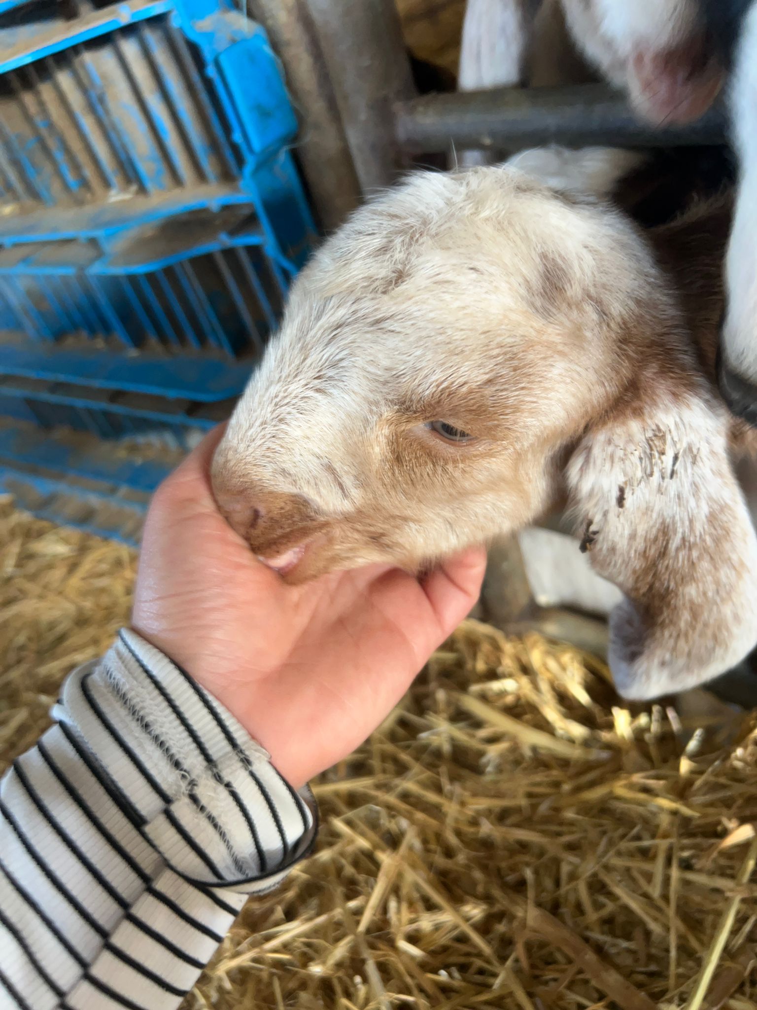 קולות מהדיר – סיור בין ערביים בחוות הדקלים
