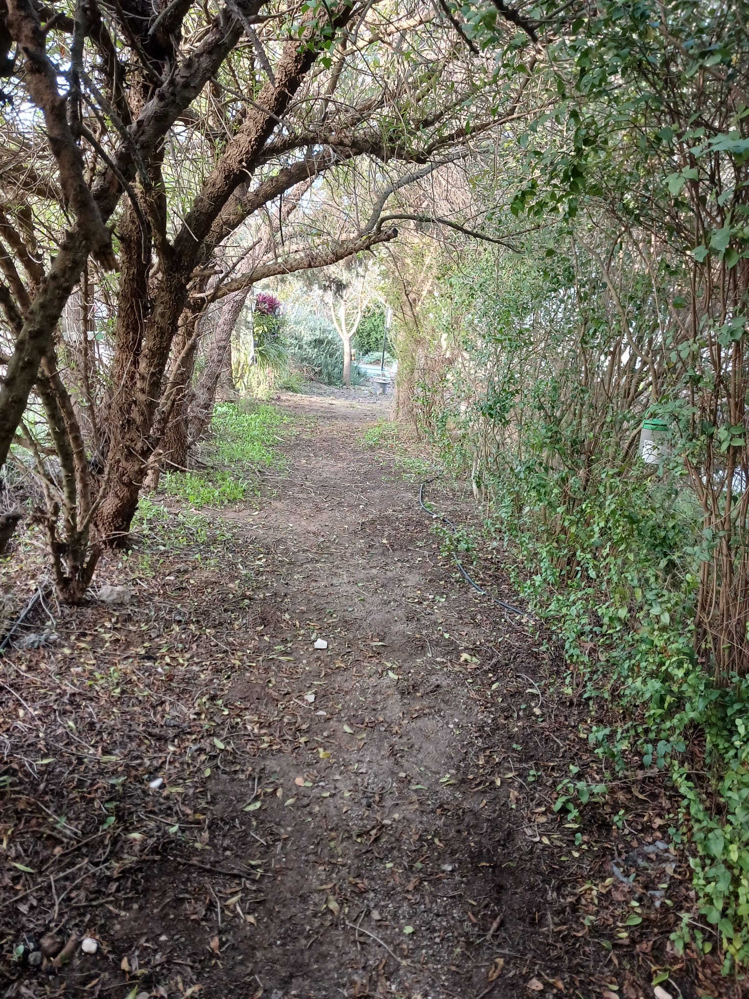 בין שבילי התבלינים – מבוך מרים בניר משה