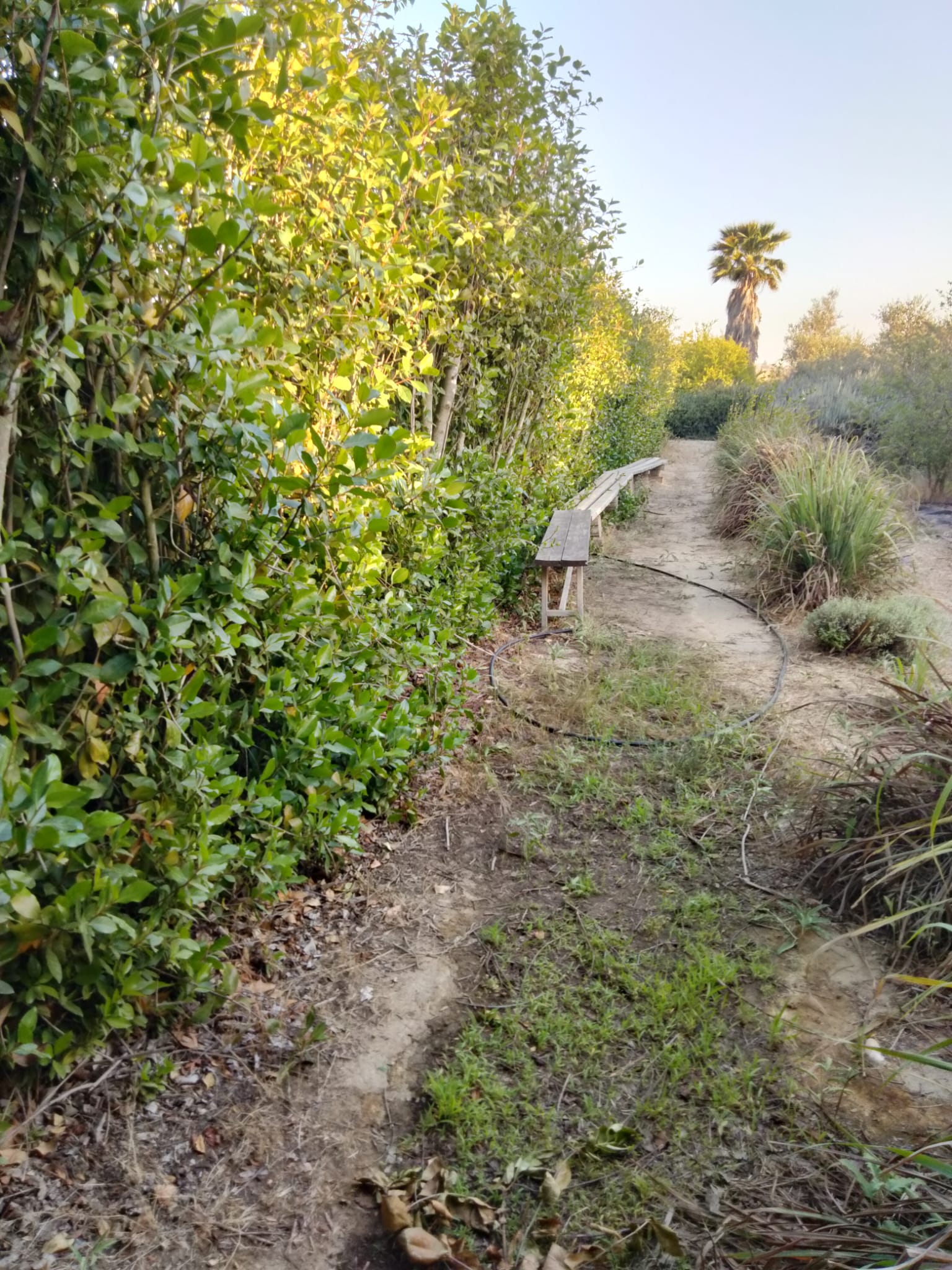 בין שבילי התבלינים – מבוך מרים בניר משה