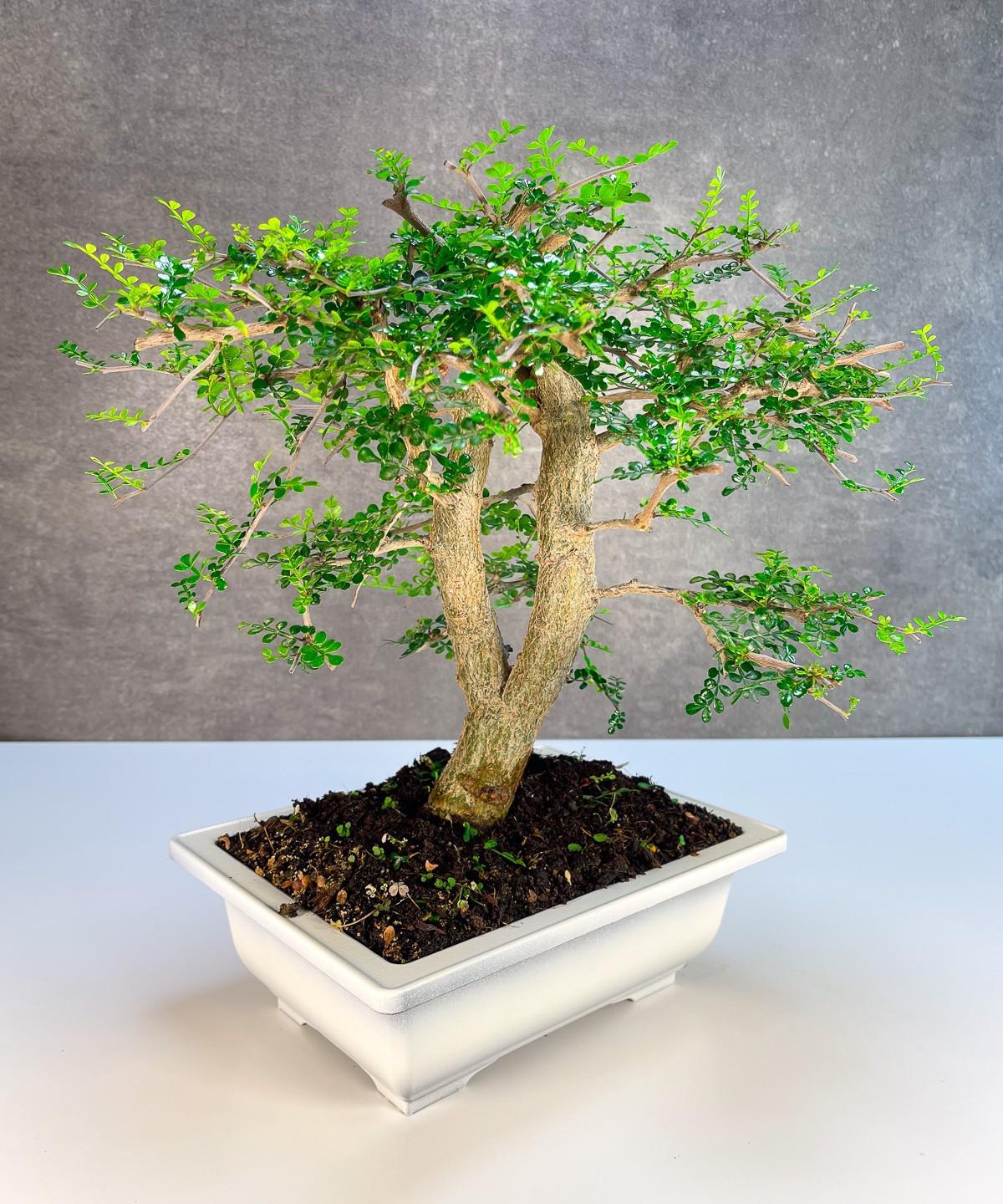 מצמיחים תקווה במושב יתד