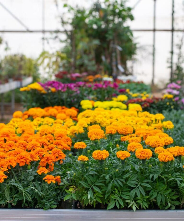 פרחים כתומים במשתלה