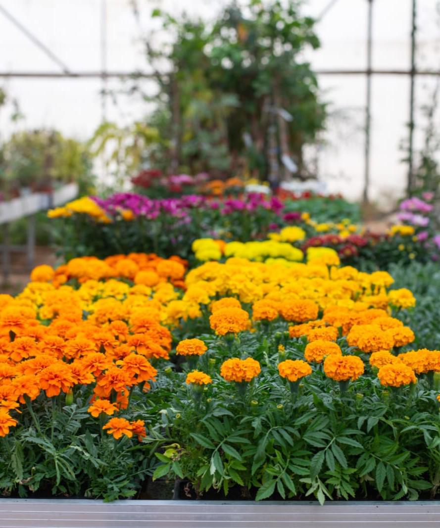 פרחים כתומים במשתלה