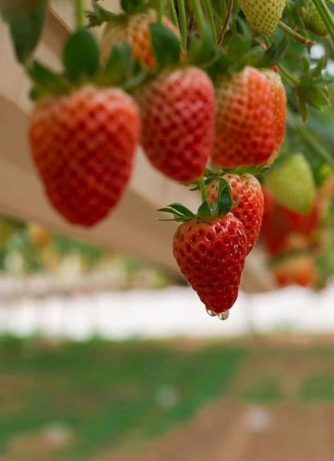 קטיף תותים וחיי המשק – חוויה חקלאית במשק 77