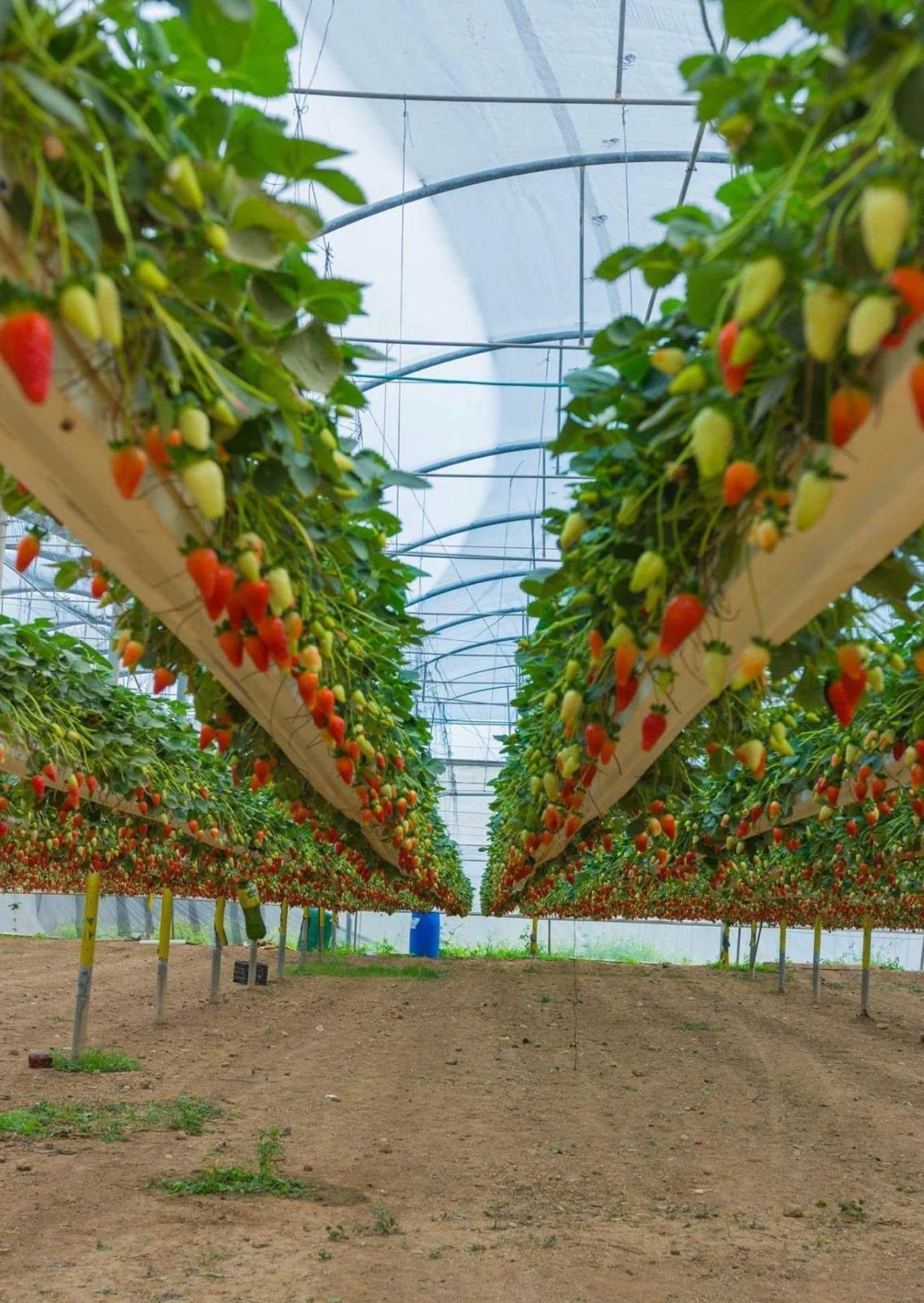 קטיף תותים וחיי המשק – חוויה חקלאית במשק 77