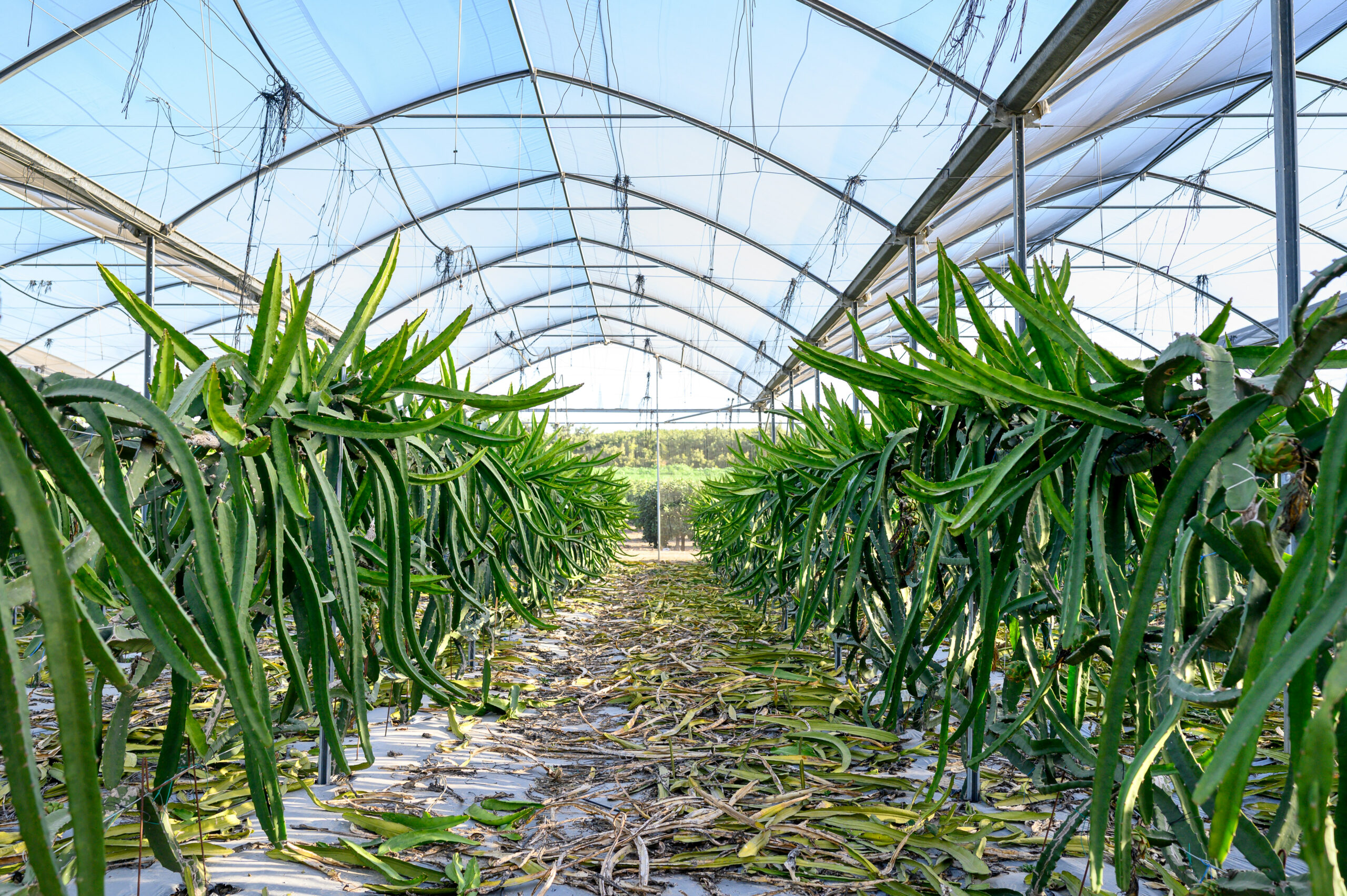 בעקבות הריח – סיור חווייתי ביער המאכל