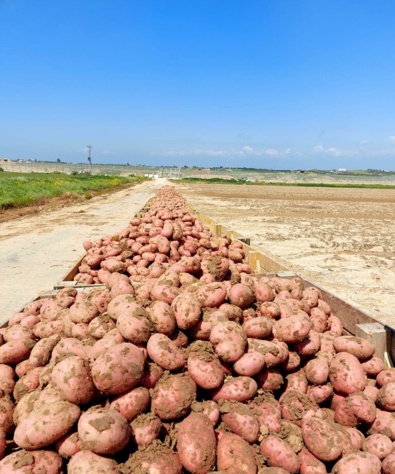 תפוחי אדמה בשדה