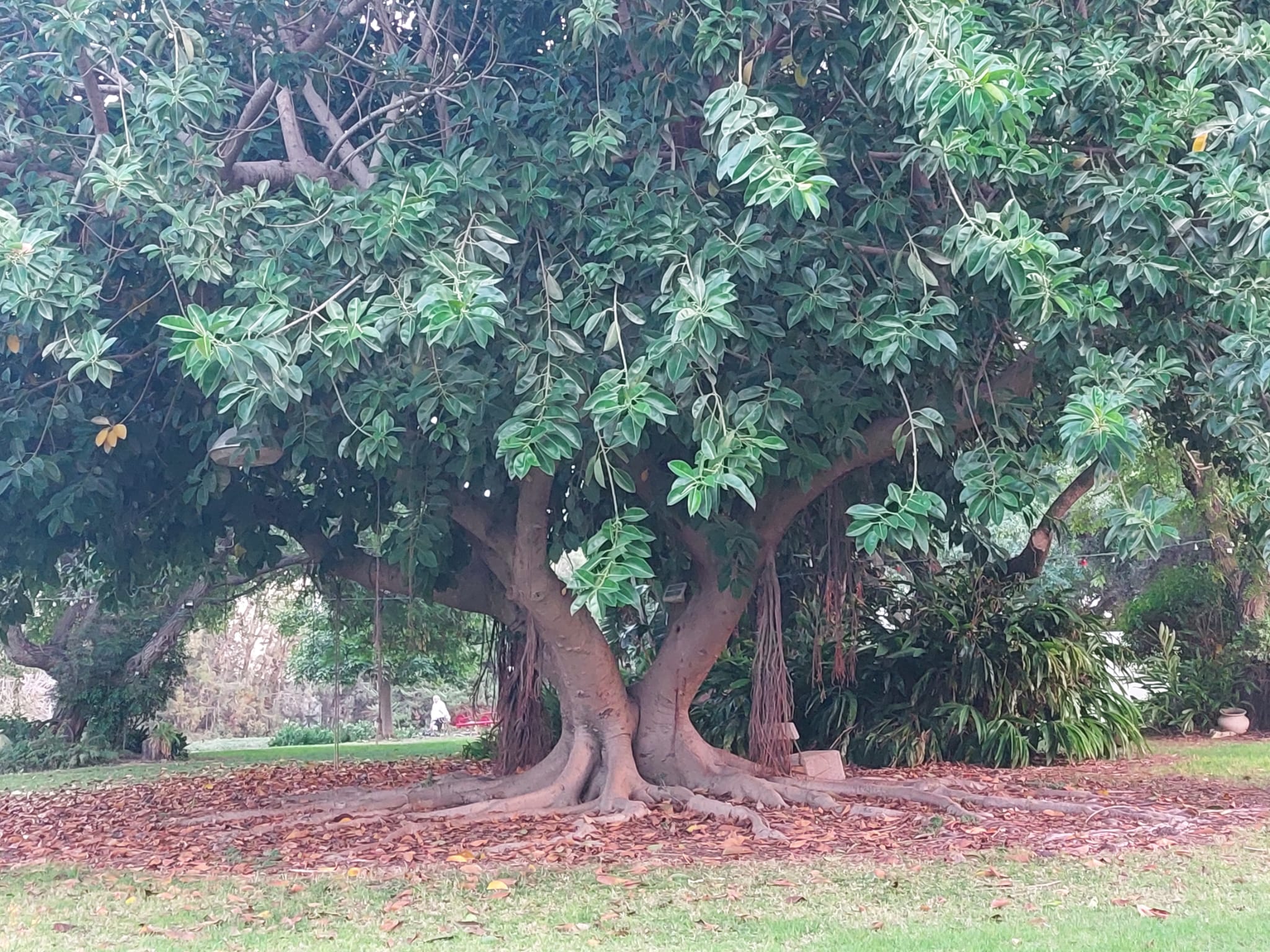 טעים ונעים – סיור בעלומים