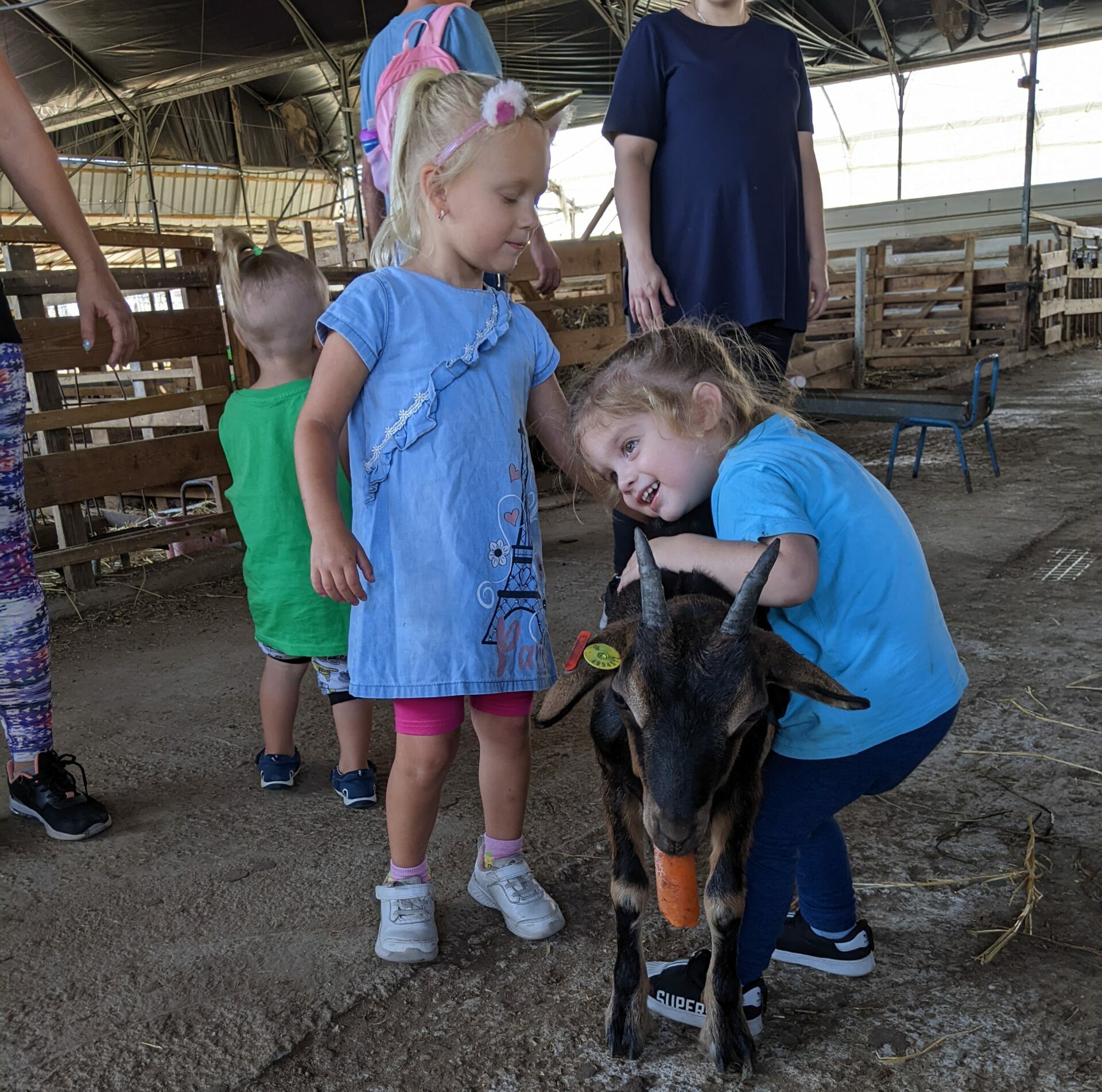 בין הטלאים והגדיים – חוויה חקלאית בחווה של גילר