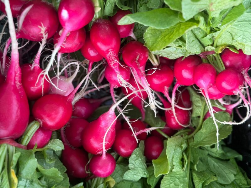 Organica – Organic Vegetable Garden