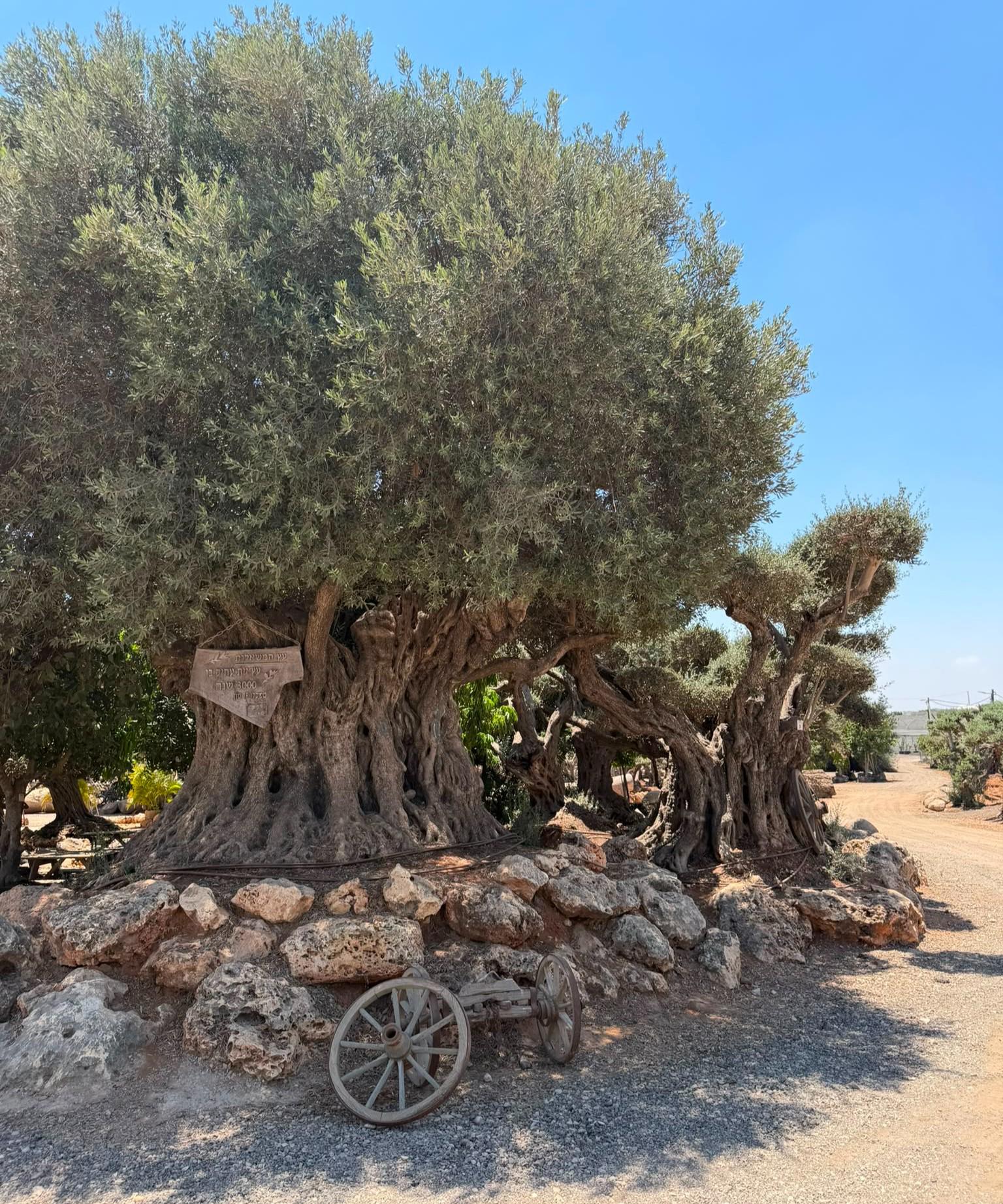 בין הזיתים לצבעים – דורית ארט