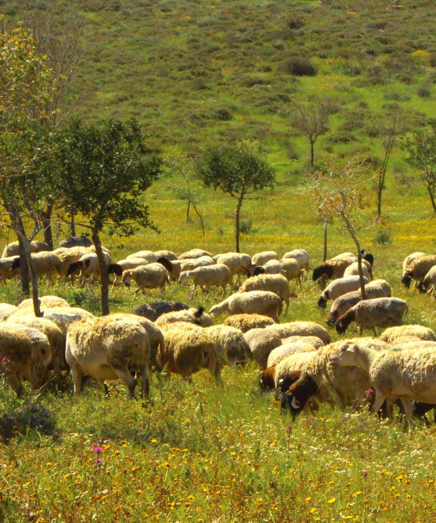 חוות הר שמש